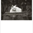 „12“ steht unten links, daneben kleine Zahlen und Daten. Eine weiße Katze ruht auf einem großen, alten Gefäß.