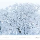 DEZEMBER, ein Kalenderblatt zeigt ein schneebedecktes Baumgeäst vor hellem Hintergrund.
