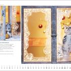 "Drucktext: einfach einzigartig, britisch kurzhaar, pfotengrafik, catsky, dezember. Kater schaut durch vereistes Fenster."