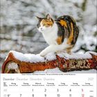 Kalender für Dezember 2027 zeigt ein dreifarbiges Hauskatzenfoto auf schneebedecktem Hintergrund.