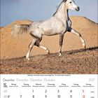 Kalenderseite: Dezember 2027. Ein stolzes, graues Pferd in einer Wüstenlandschaft.