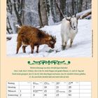 Wettervorhersage aus 100-jährigem Kalender für Dezember 2027, Bild: Zwei Ziegen im verschneiten Wald.