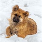 Ein flauschiger, brauner Hund liegt entspannt im Schnee und blickt aufmerksam nach vorne.