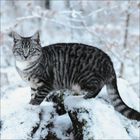 Eine grau getigerte Katze steht auf schneebedeckten Steinen im Winterwald und blickt direkt in die Kamera.