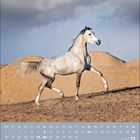 Kalender für Dezember 2027. Ein graues Pferd trabt vor sandigen Hügeln unter bewölktem Himmel.