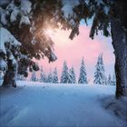 Verschneite Bäume im Winter bei rosa Himmel, Sonnenlicht strahlt durch die Äste eines Nadelbaumes.