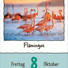 Freitag, 8. Oktober. Flamingos auf blauem Wasser bei Sonnenuntergang, in harmonischer Anordnung.