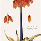 "FRITILLARIA IMPERIALIS, Fam. Liliaceae". Botanische Illustration einer Pflanze mit roten Blüten, darunter ein Kalender für Dezember.