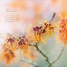 Kalenderblatt "Dezember" links oben. Blühende orange-gelbe Zweige im Vordergrund vor unscharfem Hintergrund.