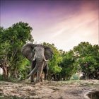 Ein großer Elefant steht auf einem Feldweg mit Bäumen im Hintergrund, darüber ein farbenfroher Himmel bei Sonnenuntergang.