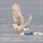 Eine Schneeeule mit ausgebreiteten Flügeln sitzt auf einer verschneiten Fläche und schaut aufmerksam.