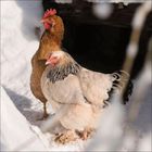 Zwei Hühner stehen im Schnee; eins braun, eins weiß mit schwarzen Federn.