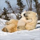 Ein Eisbärenjunges umarmt einen erwachsenen Bären im Schnee. Beide wirken entspannt und friedlich. Im Hintergrund stehen Bäume.