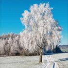 Kein Text vorhanden. Eine schneebedeckte Landschaft mit einem großen, vereisten Baum und klarem blauem Himmel.