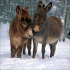 „KORSCH VERLAG“ und „MADE IN GERMANY“ unten auf grünem Hintergrund. Verschiedene Esel-Fotografien in einem Raster.