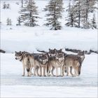 Keine erkennbaren Texte. Eine Gruppe von sechs Wölfen steht im Schnee, umgeben von Nadelbäumen im Winter.