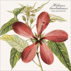 "Hibiscus lambertianus, Fam. Malvaceae" steht oben rechts. Eine botanische Illustration einer roten Hibiskusblüte mit grünen Blättern.