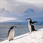 Zwei Pinguine stehen auf einem schneebedeckten Hang vor einer eisigen, bergigen Küstenlandschaft.