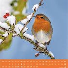 Kalenderblatt für Dezember 2027. Ein Rotkehlchen sitzt auf einem schneebedeckten Ast mit roten Beeren.