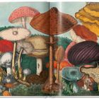 Illustration vieler bunter, detailreicher Pilze auf einer Buchdoppelseite. Links Text: "Mit Dankbarkeit an die Chevalierinnen, 1827".