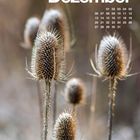 "Dezember" und ein Kalender für den Monat. Im Hintergrund sind mehrere vertrocknete Disteln zu sehen.