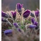 "11 MÄRZ. Küchenschellen im Sonnenuntergang, violette Blüten mit weichen Härchen vor einem orange-gelben Himmel."