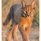 Text: "12 2027" und Wochentage. Ein Karakal in natürlicher Umgebung. Kalenderseite für Dezember.