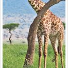 Kalenderseite 12 2027. Giraffe lehnt an einem Baum in einer grünen Landschaft, im Hintergrund verschwommene Savanne.