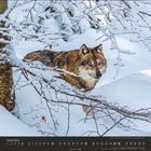 Dezember. Europäischer Wolf im Schnee zwischen Bäumen. Schneebedeckte Äste umrahmen das Tier. Kalendarium unten.