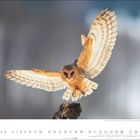 Text 1 bis 31 unten. Schleiereule im Flug, Flügel ausgebreitet, vor unscharfem Hintergrund, sitzend auf Baumstumpf.