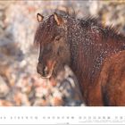 Kalenderblatt für Dezember: Ein Pferd im Winter, mit Schneeflocken auf Mähne und Fell, vor unscharfem Hintergrund.