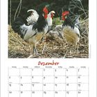 Kalender für Dezember, Tage von Montag bis Sonntag, enthält Feiertage. Bild von Hähnen auf Stroh, schwarzes und weißes Gefieder.