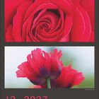 12 · 2027. Monatlicher Kalender mit Fotos von roten Blumen: Dahlien, Rose und Mohn.