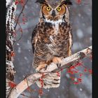 Kalenderseite für Dezember mit großer Zahl "12". Eine Eule sitzt auf einem mit roten Beeren bedeckten Ast.