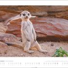 "DEZEMBER / DECEMBER" steht oben. Ein Erdmännchen steht aufrecht in einer Wüstenlandschaft neben Steinen.