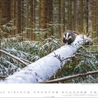 Kalenderseite Dezember, europäischer Dachs auf verschneitem Baumstamm im Wald; Schnee bedeckt Tannenzweige im Hintergrund.