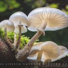 Kalenderseite für Dezember mit zarten weißen Pilzen auf moosbedecktem Holz.
