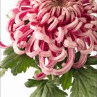 12. Große, blühende rosa Chrysantheme mit vielen gebogenen Blütenblättern und grünen Blättern darunter.