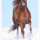 Kalenderblatt für Dezember 2027. Ein braunes Pferd galoppiert dynamisch durch den Schnee, blauer Himmel.