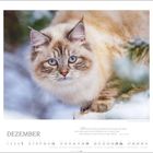 Dezember. Zitat über Katzen mit leisen Pfoten. Eine Katze mit blauem Blick im Schnee, umgeben von Tannenzweigen.