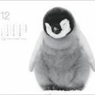 Kalender mit Dezemberzahlen und Feiertagen. Rechts ein junges, flauschiges Pinguin-Küken mit geschlossenen Augen.