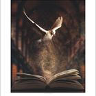 Zahlen „12“ und „19“. Eine Taube fliegt über ein aufgeschlagenes Buch, aus dem goldener Staub aufwirbelt.