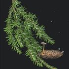 Zahl "12" und Kalendertage unten; Tannenzweig mit Zapfen und Pilz auf schwarzem Hintergrund.