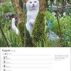 Augustkalender: 31. Woche. Zitat: „Das Tintenfass wird nie leer, wenn es darum geht, über Katzen zu schreiben." Jean-Louis Huë. Ein weißes Kätzchen hinter mit Moos bewachsenen Bäumen.