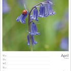 Text: "April", "15. Woche", Wochentage 12-18. Eine Nahaufnahme einer Blume mit Marienkäfer.