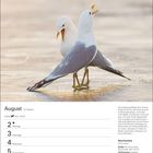 August 31. Woche. Die anpassungsfähige Sturmmöwe brütet an Küsten und Binnenseen. Zwei Möwen stehen im Wasser.