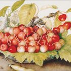 Giovanna Garzoni, Schale mit Kirschen und Nelken, 1650, Kalender für Juli und August, Bild von Kirschen und Nelken.