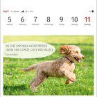 "Die Tiere empfinden wie der Mensch Freude und Schmerz, Glück und Unglück." - Charles Darwin.  
Ein Hund rennt fröhlich über eine Wiese.