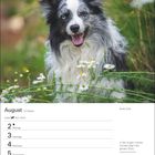 August-Kalender mit Bild eines lachenden Border Collies in einer Blumenwiese. Zitat: "In den Augen meines Hundes...".