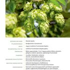 Text: Botanischer Name: Humulus lupulus, Pflanzenfamilie: Hanfgewächse, Ernte: August. Bild: Grüner Hopfen an Zweigen.